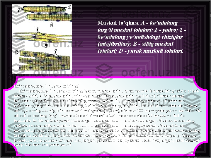 Ko’ndalang-targ’il mushak to’qimasi
      Ko’ndalang-targ’il mushak to’qimasi skelet mushak-larini, ovqat hazm kilish traktining ba’zi a’zolari-
mushaklarini, ko’z mushaklarini, mimik va nafas olish mushaklarini hosil qiladi. Yurak mushagi 
ko’ndalang-targ’il mushak to’qimasining maxsus turi bo’lib, u haqida quyida maxsus fikrlar bor.
Ko’ndalang-targ’il mushak tolalarining tuzilishi. Ko’ndalang-targ’il mushak to’qimasi tolalardan iborat 
bo’lib, ularning uzunligi bir necha santimetrgacha (12,5 sm), diametri 100 mkm gacha yetishi mumkin. Shu 
sababli ko’ndalang-targ’il mushak tolalari simplastik tuzil-malar deb ataladi. Ular uzun silindrik 
tuzilmalar bo’lib, sirtdan yaxshi ifodalangan parda-sarkolemma bilan qoplangan. Mushak tolalarining 
yadrolari oval shaklli, xromatini kam, pereferiyada,sarkolemma ostida joylashadi. Mushak tolali 
mitoxondriyalarga boy bo’lib, ular miofibrillalar orasida tizilib yotadi. Mushak tolalari sarkosomalarning 
kristallari kuchli rivojlangan bo’lib, sarkosomalarning uzun o’qiga nisbatan perpendikulyar yo’nalgan. 
Donador endo-plazmatik to’r sust rivojlangan, yadro atrofida joylashadi. Sust rivojlangan plastinkasimon 
komp-leks ham shu yerda yotadi. Muskul to ’ qima .  A  -  ko ’ ndalang 
targ ’ il muskul tolalari : 1 -  yadro ; 2 - 
ko ’ ndalang yo ’ nalishdagi chiziqlar  
( miofibrillar ); В -  silliq muskul 
tolalari ;  D  -  yurak muskuli tolalari .   