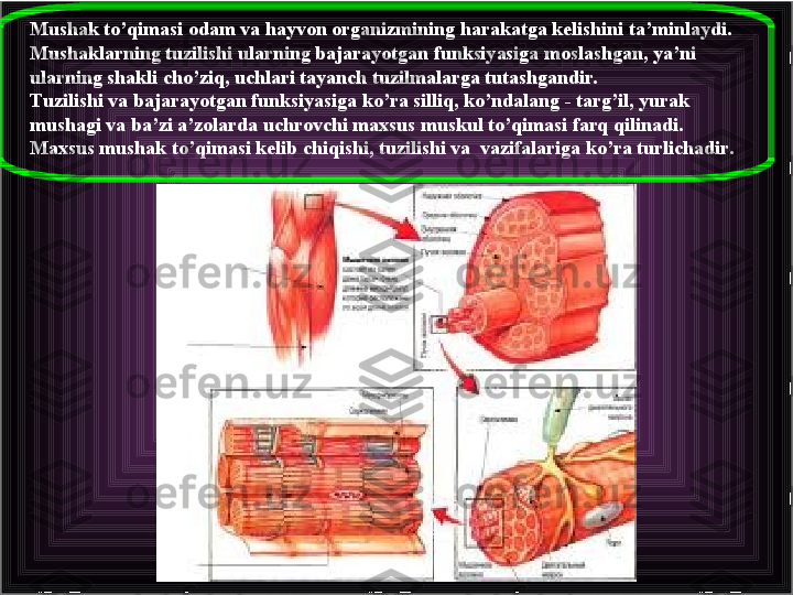 Mushak to’qimasi odam va hayvon organizmining harakatga kelishini ta’minlaydi. 
Mushaklarning tuzilishi ularning bajarayotgan funksiyasiga moslashgan, ya’ni 
ularning shakli cho’ziq, uchlari tayanch tuzilmalarga tutashgandir.
Тuzilishi va bajarayotgan funksiyasiga ko’ra silliq, ko’ndalang - targ’il, yurak 
mushagi va ba’zi a’zolarda uchrovchi maxsus muskul to’qimasi farq qilinadi. 
Maxsus mushak to’qimasi kelib chiqishi, tuzilishi va  vazifalariga ko’ra turlichadir.  