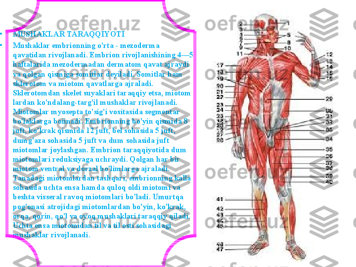 
•
MUSHAKLAR TARAQQIYOTI
•
Mushaklar embrionning o'rta - mezoderma 
qavatidan rivojlanadi. Embrion rivojlanishining 4—5 
haftalarida mezodermadan dermatom qavat ajraydi 
va qolgan qismiga somitlar deyiladi. Somitlar ham 
sklerotom va miotom qavatlarga ajraladi. 
Sklerotomdan skelet suyaklari taraqqiy etsa, miotom 
lardan ko'ndalang-targ'il mushaklar rivojlanadi. 
Miotomlar myosepta to'sig'i vositasida segmentar 
bo'laklarga boiinadi. Embrionning bo'yin qismida 8 
juft, ko'krak qismida 12 juft, bel sohasida 5 juft, 
dumg'aza sohasida 5 juft va dum sohasida juft 
miotomlar joylashgan.  Embrion taraqqiyotida dum 
miotomlari reduksiyaga uchraydi. Qolgan har bir 
miotom ventral va dorzal bo'limlarga ajraladi. 
Tanadagi miotomlardan tashqari, embrionning kalla 
sohasida uchta ensa hamda quloq oldi miotomi va 
beshta visseral ravoq miotomlari bo'ladi. Umurtqa 
pog'onasi atrojidagi miotomlardan bo'yin, ko'krak, 
orqa, qorin, qo'l va oyoq mushaklari taraqqiy qiladi. 
Uchta ensa miotomidan til va til osti sohasidagi 
mushaklar rivojlanadi. 