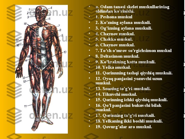 •
a. Odam tanasi skelet muskullarining 
oldindan ko’rinishi.
•
1. Peshona muskul
•
2. Ko’zning aylana muskuli.
•
3. Og’izning aylana muskuli.
•
4. Chaynov muskul.
•
5. Chakka muskul.
•
6. Chaynov muskul.
•
7. To’sh o’mrov so’rgichsimon muskul
•
8. Deltasimon muskul.
•
9. Ko’krakning katta muskuli.
•
10. Ye lka muskul.
•
11. Qorinnning tashqi qiyshiq muskuli.
•
12. Oyoq panjasini yozuvchi uzun 
muskul.
•
13. Sonning to’g’ri muskuli.
•
14. Tikuvchi muskul.
•
15. Qorinning ichki qiyshiq muskuli.
•
16. Qo’l panjasini bukuvchi bilak 
muskul.
•
17. Qorinning to’g’ri muskuli.
•
18. Ye lkaning ikki boshli muskuli.
•
19. Qovurg’alar aro muskul. 