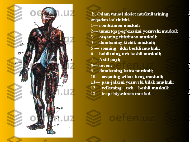   b. Odam tanasi skelet muskullarining 
orqadan ko'rinishi.
1— rombsimon muskul; 
2— umurtqa pog'onasini yozuvchi muskul; 
3— orqaning tishsimon muskuli;
4— dumbaning kichik muskuli;    
5 — sonning   ikki boshli muskuli;
6— boldirning uch boshli muskuli; 
7— Axill payi; 
8— tovon; 
9— dumbaning katta muskuli; 
10— orqaning seibar keng muskuli; 
11— pan-jalarni yozuvchi bilak muskuli; 
12— yelkaning    uch    boshli muskuli;   
13— trapetsiyasimon muskul. 