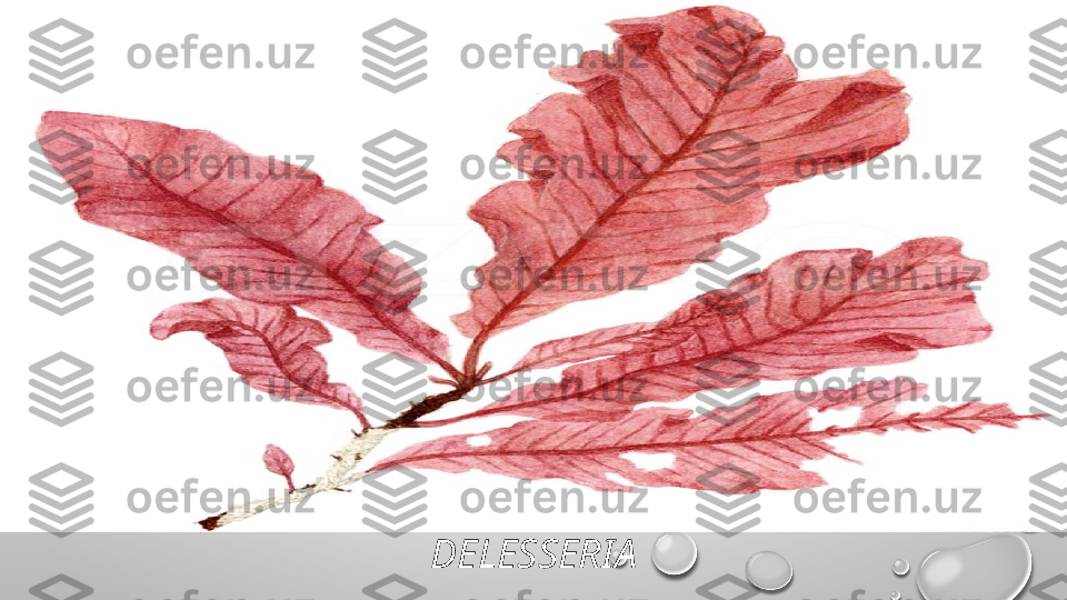 DELESSERIA 