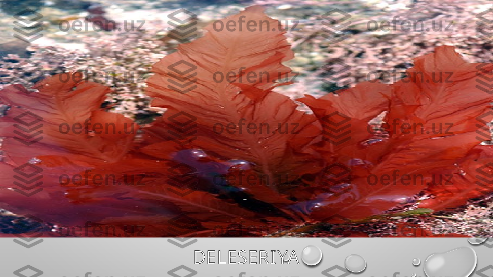 DELESERIYA 