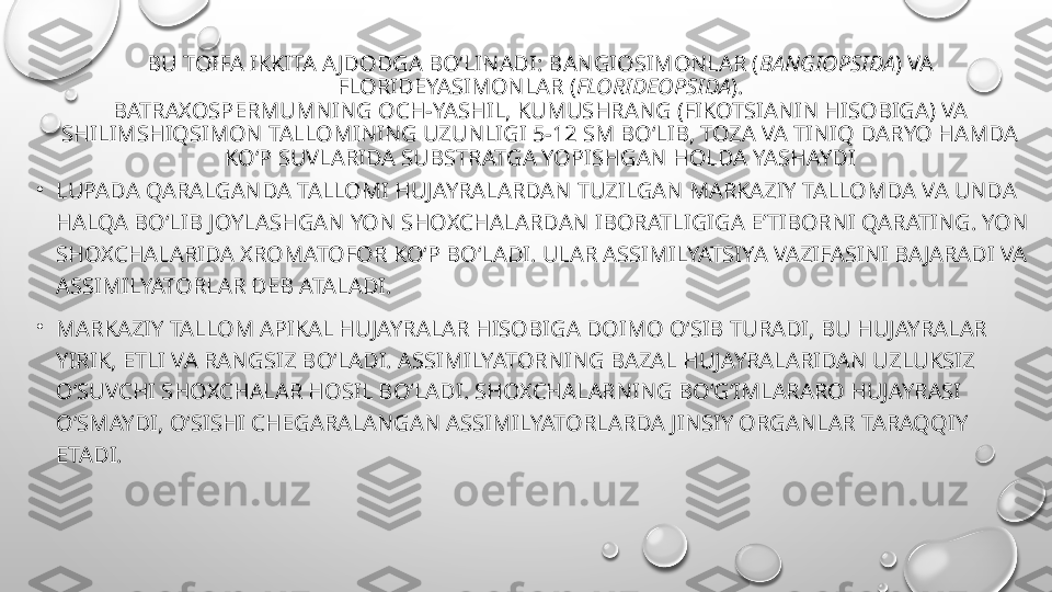 BU TOIFA IKKITA AJDODGA BO‘LINADI: BANGIOSIMONLAR ( BANGIOPSIDA ) VA 
FLORIDEYASIMONLAR ( FLORIDEOPSIDA ).
BATRAXOSPERMUMNING OCH-YASHIL, KUMUSHRANG (FIKOTSIANIN HISOBIGA) VA 
SHILIMSHIQSIMON TALLOMINING UZUNLIGI 5-12 SM BO‘LIB, TOZA VA TINIQ DARYO HAMDA 
KO‘P SUVLARIDA SUBSTRATGA YOPISHGAN HOLDA YASHAYDI
•
LUPADA QARALGANDA TALLOMI HUJAYRALARDAN TUZILGAN MARKAZIY TALLOMDA VA UNDA 
HALQA BO‘LIB JOYLASHGAN YON SHOXCHALARDAN IBORATLIGIGA E’TIBORNI QARATING. YON 
SHOXCHALARIDA XROMATOFOR KO‘P BO‘LADI. ULAR ASSIMILYATSIYA VAZIFASINI BAJARADI VA 
ASSIMILYATORLAR DEB ATALADI. 
•
MARKAZIY TALLOM APIKAL HUJAYRALAR HISOBIGA DOIMO O‘SIB TURADI, BU HUJAYRALAR 
YIRIK, ETLI VA RANGSIZ BO‘LADI. ASSIMILYATORNING BAZAL HUJAYRALARIDAN UZLUKSIZ 
O‘SUVCHI SHOXCHALAR HOSIL BO‘LADI. SHOXCHALARNING BO‘G‘IMLARARO HUJAYRASI 
O‘SMAYDI, O‘SISHI CHEGARALANGAN ASSIMILYATORLARDA JINSIY ORGANLAR TARAQQIY 
ETADI.  