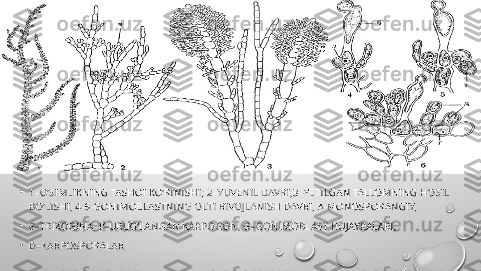 •
1–O‘SIMLIKNING TASHQI KO‘RINISHI; 2–YUVENIL DAVRI;3–YETILGAN TALLOMNING HOSIL 
BO‘LISHI; 4-6-GONIMOBLASTNING OLTI RIVOJLANISH DAVRI,  A -MONOSPORANGIY, 
•
B– TRIXOGINA,  V –URUG‘LANGAN   KARPOGON, G–GONIMOBLAST HUJAYRALARI, 
•
D–KARPOSPORALAR 