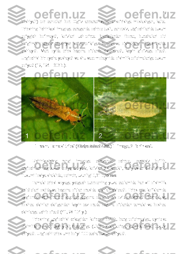 17
hoshiyali)   tor   qanotlari   bor.   Og‘iz   apparati   sanchib   so‘rishga   moslashgan,   kalta.
Tripsning lichinkasi imagoga qaraganda ochroq tusli, qanotsiz, urg‘ochilarida tuxum
qo‘ygich   bo‘lmaydi,   ko‘zlari   uch-to‘rtta   fasetkalardan   iborat,   burtchalari   olti
bo‘g‘imli.   Tamaki   tripsi   yer   betiga   to‘kilgan   barglar   va   o‘simlik   qoldiqlari   ostida
qishlaydi.   Mart   oyida   trips   begona   o‘tlarda   rivojlanadi,   keyin   g‘o‘zaga   o‘tadi.
Urg‘ochisi bir oycha yashaydi  va shu vaqt mobaynida o‘simlik to‘qimalariga tuxum
qo‘yadi (19, 196 – 203 b.).
1-rasm. Tamaki tripsi ( Thrips tabaci Lind. ) 1- imago, 2-lichinkasi.
Lichinkasining   rangi   imagoga   qaraganda   ochroq,   qanotsiz   bo‘lib,
urg‘ochilarining tuxum q o‘ ygichi yo‘q ,  ko‘zlari 3-4 katakli, mo‘ylov lari 6 bo‘g‘imli.
Tuxu mi loviya shaklida, oqimtir, uzunligi 0,21-0,25  mm.
Tamaki   tripsi   voyaga   yetgach   tuproqning   yuza   qat lamida   har   xil   o‘simlik
qoldiqlari  ostida va begona o‘tlar  orasida   qishlab  chiqadi.  Trips  erta  ko‘klamda
uyg‘onadi   va   xo‘ra   bo‘lganidan   begona   o‘tlar   bilan   oziqlana v eradi.   Tamaki   va
boshqa   ekinlar   ekil gandan   keyin   tez   orada   begona   o‘tlardan   tamaki   va   boshqa
ekinlarga uchib  o‘tadi (41, 98-104 y.).
Tripsning   urg‘ochisi   erkagidan   ko‘proq   bo‘lib,   barg   to‘qimasiga,   ayniq sa
o‘simlikning   uchidagi   yosh   barglariga   (ularni   xush   ko‘rganidan)   ko‘plab   tuxum
qo‘yadi. Urg‘ochi trips umr bo‘yi 100 tacha tuxum qo‘yadi. 