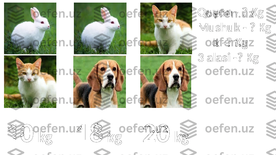 10   kg 18   kg 20   kg Quyon - ? Kg
Mushuk - ? Kg
      It -? Kg
3 alasi -? Kg 