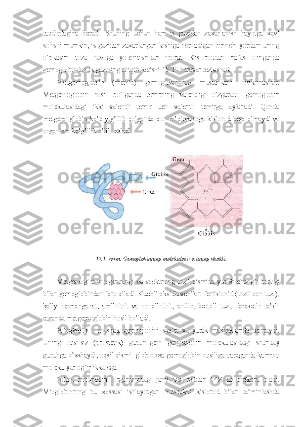 taqdirdagina   beradi.   Shuning   uchun   ham   is   gazidan   zaxarlanish   hayotga   xavf
solishi mumkin, is gazidan zaxarlangan kishiga beriladigan birinchi yordam uning
o’pkasini   toza   havoga   yolchitishidan   iborat.   Kisloroddan   nafas   olinganda
gemoglobindan is gazining chiqib ketishi 15-20 baravar tezlashadi.
Metgemoglobin   (metHb)   gemoglobinning   mustahkam   birikimasidir.
Metgemoglobin   hosil   bo’lganda   temirning   valentligi   o’zgaradi:   gemoglobin
molekulasidagi   ikki   valentli   temir   uch   valentli   temirga   aylanadi.   Qonda
metgemoglobin ko’p yig’ilib qolganda qon to’qimalarga kislorod bera olmaydi va
organizm bo’g’ilib o’lib qoladi. 
12.1.-rasm. Gemoglobinning molekulasi va uning shakli.
Metgemoglobin jigar rangi va spektrning qizil qismida yutish chizig’i borligi
bilan gemoglobindan farq qiladi. Kuchli oksidlovchilar: ferrisionid (qizil qon tuzi),
kaliy   permanganat,   amilnitrit   va   propilnitrit,   anilin,   bertoll   tuzi,   fenasetin   ta’sir
etganda metgemoglobin hosil bo’ladi. 
Mioglobin   –   mushak   gemoglobini   skelet   va   yurak   mushaklarida   uchraydi.
Uning   oqsilsiz   (prostetik)   guruhi-gem   gemoglobin   molekulasidagi   shunday
guruhga o’xshaydi, oqsil qismi- globin esa gemoglobin oqsiliga qaraganda kamroq
molekulyar og’irlikka ega. 
Odam   mioglobini   organizmdagi   jami   kisloroddan   14%   ni   biriktira   oladi.
Mioglobinning   bu   xossasi   ishlayotgan   mushakni   kislorod   bilan   ta’minlashda 