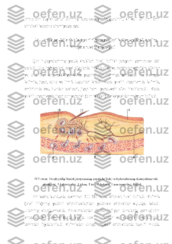 Biroq qon quyish uchun qonning faqat asosiy to’rt guruhini, Rh va HCh omillarni
aniqlash kattaroq ahamiyatga ega. 
14. Terida yallig‘lanish jarayonining paydo bo‘lishi va leykotsitlarning
himoyalanuvchi ahamiyati
Qon   hujayralarining   yetuk   shakllari   hosil   bo’lish   jarayoni   gemopoez   deb
ataladi. Qon hujayralari qaysi a’zolarda hosil bo’lsa va parchalansa, o’sha a’zolar
va   qon   G.F.Lang   taklifiga   ko’ra   yagona   qon   tizimiga   kiritiladi.   Bu   tizimga:
ko’mik,   jigar,   taloq   va   limfa   tugunlari   kiradi.   Katta   yoshli   organizmda   ko’mik,
embrionda   esa,   bundan   tashqari,   jigar   ham     yaratuvchi   a’zo   hisoblanadi.     Katta
yoshli organizmda jigar qon yaratish (qon ishlash) funksiyasidan mahrum bo’ladi.
14.1-rasm. Terida yallig’lanish jarayonining paydo bo’lishi va leykositlarning himoyalanuvchi
ahamiyati. 1-bakteriyalar, 2-tikon, 3-teri, 4-leykosit, 5-qon tomirlari, 6-asab
 
Bir   kecha-kunduzda   taxminan   200-250   mlrd.   eritrosit   hosil   bo’ladi.   Ko’mik
(qizil   ilik)ning   yadroli   eritroblastlaridan   yadrosiz   eritrositlar   vujudga   keladi.
Ularning   sitoplazmasida   ribosomalardan   iborat   bo’lgan   donalarda   gemoglobin
sintezlanadi.   Gem   sintezida   ikkita   oqsil   –   ferritin   va   siderofilin   tarkibidagi
temirdan   foydalaniladi.   Ko’mikdan   qonga   o’tuvchi   eritrositlarda   bazofil   modda 