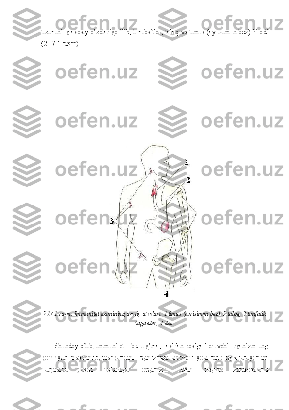 tizimining asosiy a’zolariga ilik, limfositlar, taloq va timus (ayrisimon bez) kiradi
(2.17.1-rasm).
2.17.1-rasm. Immunitet tizimining asosiy a’zolari. 1 timus (ayrisimon bez), 2-taloq, 3-limfatik
tugunlar, 4-ilik.
Shunday qilib, immunitet – bu tug’ma, nasldan naslga beruvchi organizmning
qobiliyati   hisoblanib,   tashqaridan   organizmga   kiruvchi   yoki   patologik   jarayonlari
natijasida   paydo   bo’ladigan   organizm   uchun   begona   zarrachalarni 