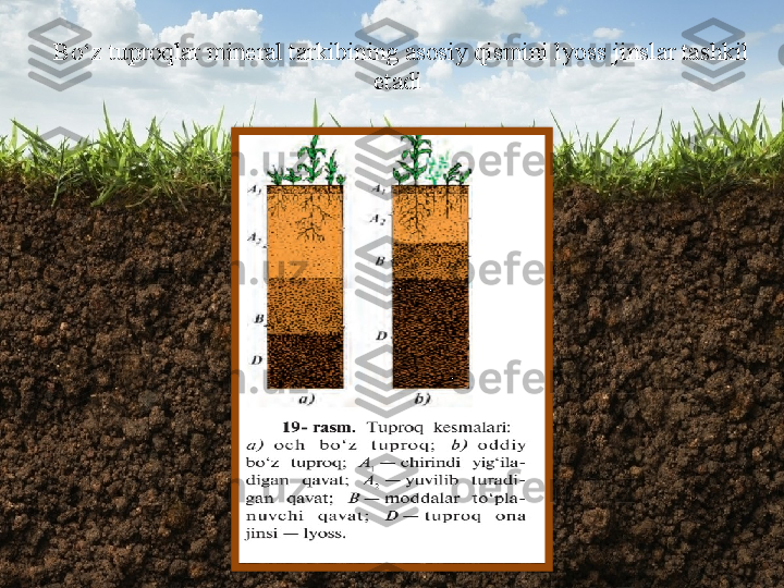 Bo‘z tuproqlar mineral tarkibining asosiy qismini lyoss   jinslar tashkil 
etadi   