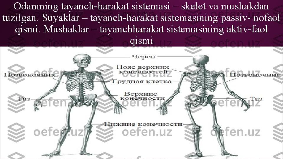 Odamning tayanch-harakat sistemasi  – skelet va mushakdan 
tuzilgan. Suyaklar  – tayanch-harakat sistemasining passiv- nofaol 
qismi. Mushaklar – tayanchharakat sistemasining aktiv-faol 
qismi 