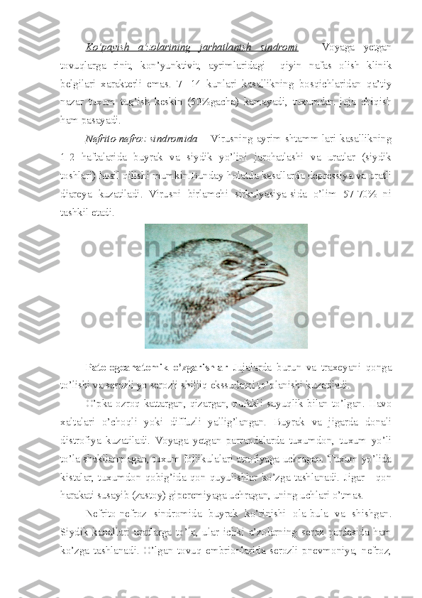 Ko’payish   a’zolarining   jarhatlanish   sindromi   –   Voyaga   yetgan
tovuqlarga   rinit,   kon’yunktivit,   ayrimlaridagi     qiyin   nafas   olish   klinik
belgilari   xarakterli   emas.   7-   14   kunlari   kasallikning   bosqichlaridan   qa’tiy
nazar   tuxum   tug’ish   keskin   (50%gacha)   kamayadi,   tuxumdan   juja   chiqish
ham pasayadi.
Nefrito-nefroz sindromida   –   Virusning   ayrim shtamm-lari kasallikning
1-2   haftalarida   buyrak   va   siydik   yo’lini   jarohatlashi   va   uratlar   (siydik
toshlari) hosil qilishi mumkin.Bunday holatda kasallarda depressiya va uratli
diareya   kuzatiladi.   Virusni   birlamchi   sirkulyasiya-sida   o’lim   57-70%   ni
tashkil etadi.
Patologoanatomik   o’zgarishlar   Jujalarda   burun   va   traxeyani   qonga
to’lishi va serozli yo serozli shilliq ekssudatni to’planishi kuzatiladi.
O’pka  ozroq  kattargan,  qizargan,  pufakli   suyuqlik   bilan  to’lgan.  Havo
xaltalari   o’choqli   yoki   diffuzli   yallig’langan.   Buyrak   va   jigarda   donali
distrofiya   kuzatiladi.   Voyaga   yetgan   parrandalarda   tuxumdon,   tuxum   yo’li
to’la shakllanmagan, tuxum follikulalari atrofiyaga uchragan. Tuxum yo’lida
kistalar,   tuxumdon   qobig’ida   qon   quyulishlar   ko’zga   tashlanadi.   Jigar   -   qon
harakati susayib (zastoy) giperemiyaga uchragan, uning uchlari o’tmas.  
Nefrito-nefroz   sindromida   buyrak   ko’rinishi   ola-bula   va   shishgan.
Siydik   kanallari   uratlarga   to’la,   ular   ichki   a’zolarning   seroz   pardasida   ham
ko’zga   tashlanadi.   O’lgan   tovuq   embrionlarida   serozli   pnevmoniya,   nefroz, 