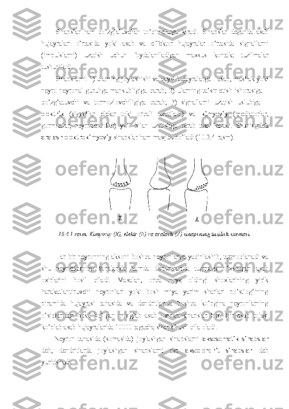 Sinapslar   ham   qo’zg’aluvchan   to’qimalarga   kiradi.   Sinapslar   deganda   asab
hujayralari   o’rtasida   yoki   asab   va   effektor   hujayralar   o’rtasida   signallarni
(impulslarni)   uzatish   uchun   foydalaniladigan   maxsus   kontakt   tuzilmalar
tushuniladi. 
Sinapslarni: 1) ularning joylashishi va qaysi hujayralarga – asab, mushak yoki
neyro-neyronal   guruhga   mansubligiga   qarab;   2)   ularning   ta’sir   etish   ishorasiga   –
qo’zg’atuvchi   va   tormozlovchiligiga   qarab;   3)   signallarni   uzatish   uslubiga   –
elektrik   (signallar   elektr   toki   orqali   uzatiladi)   va   kimyoviy   (mediatorlar,
gormonlar,   neyropeptidlar)   yo’l   bilan   uzatishga   qarab   tasniflanadi.   Shuningdek
aralash elektrokimyoviy  sinapslar ham mavjud bo’ladi ( 10.2.4 -rasm).
10.4.1-rasm. Kimyoviy (X), elektr (E) va aralash (A) sinapsning tuzilish sxemasi.
Har   bir   neyronning   aksoni   boshqa   neyronlarga   yaqinlashib,   tarmoqlanadi   va
shu   neyronlarning   tanalarida   hamda   dendritlarida   tugmaga   o’xshagan   asab
oxirlarini   hosil   qiladi.   Masalan,   orqa   miya   oldingi   shoxlarining   yirik
harakatlantiruvchi   neyronlari   yoki   bosh   miya   yarim   sharlari   po’stlog’ining
piramida   hujayrasi   tanasida   va   dendritlarida   boshqa   ko’pgina   neyronlarning
o’siqlaridan   hosil   bo’lgan   minglab   asab   oxirlari-sinapslar   bor.   Bir   asab   tolasi
ko’plab asab hujayralarida 10000 tagacha sinaps hosil qila oladi. 
Neyron   tanasida   (somasida)   joylashgan   sinapslarni   aksosomatik   sinapslar
deb,   dendritlarda   joylashgan   sinapslarni   esa   aksodendrit   sinapslar   deb
yuritishadi. 