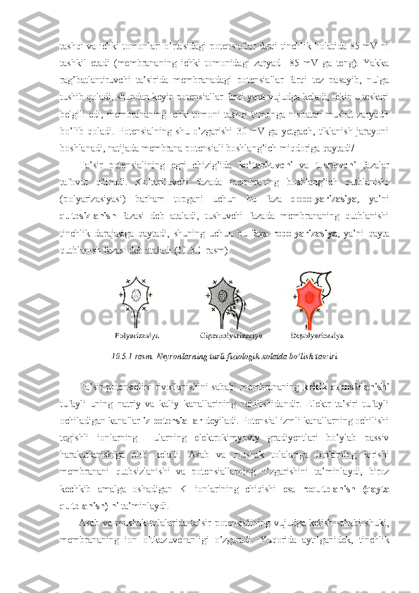 tashqi  va ichki  tomonlari o’rtasidagi  potensiallar farqi  tinchlik holatida 85 mV ni
tashkil   etadi   (membrananing   ichki   tomonidagi   zaryad   –85   mV   ga   teng).   Yakka
rag’batlantiruvchi   ta’sirida   membranadagi   potensiallar   farqi   tez   pasayib,   nulga
tushib qoladi, shundan keyin potensiallar farqi yana vujudga keladi, lekin u teskari
belgili  edi;   membrananing  ichki  tomoni   tashqi   tomonga nisbatan  musbat  zaryadli
bo’lib   qoladi.   Potensialning   shu   o’zgarishi   30   mV   ga   yetgach,   tiklanish   jarayoni
boshlanadi, natijada membrana potensiali boshlang’ich miqdoriga qaytadi/
Ta’sir   potensialining   egri   chizig’ida   ko’tariluvchi   va   tushuvchi   fazalar
tafovut   qilinadi.   Ko’tariluvchi   fazada   membraning   boshlang’ich   qutblanishi
(polyarizasiyasi)   barham   topgani   uchun   bu   faza   depolyarizasiya ,   ya’ni
qutbsizlanish   fazasi   deb   ataladi,   tushuvchi   fazada   membrananing   qutblanishi
tinchlik   darajasiga   qaytadi,   shuning   uchun   bu   faza   repolyarizasiya ,   ya’ni   qayta
qutblanish fazasi deb ataladi (10.3.1-rasm).
10.5.1-rasm. Neyronlarning turli fiziologik xolatda bo’lish tasviri
Ta’sir  potensialini  rivojlanishini  sababi   membrananing   kritik  qutbsizlanishi
tufayli   uning   natriy   va   kaliy   kanallarining   ochilishidandir.   Elektr   ta’siri   tufayli
ochiladigan kanallar  iz potensiallar  deyiladi. Potensial izmli kanallarning ochilishi
tegishli   ionlarning     ularning   elektrokimyoviy   gradiyentlari   bo’ylab   passiv
harakatlanishiga   olib   keladi.   Asab   va   mushak   tolalariga   ionlarning   kirishi
membranani   qutbsizlanishi   va   potensiallarning   o’zgarishini   ta’minlaydi,   biroz
kechkib   amalga   oshadigan   K +  
ionlarining   chiqishi   esa   requtblanish   (qayta
qutblanish) ni  ta’minlaydi.
Asab   va   mushak   tolalarida   ta’sir   potensialining   vujudga   kelish   sababi   shuki,
membrananing   ion   o’tkazuvchanligi   o’zgaradi.   Yuqorida   aytilganidek,   tinchlik 