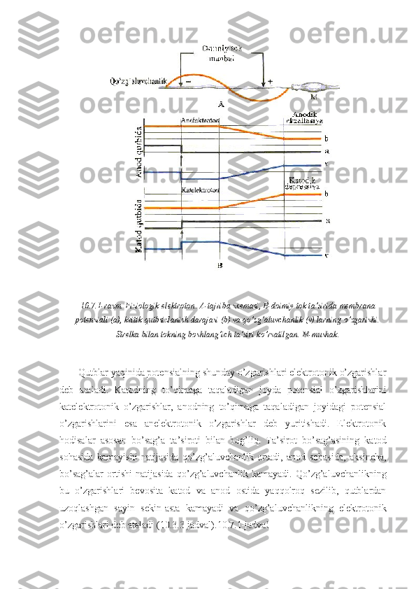 10.7.1- rasm .  Fiziologik   elektroton .  A - tajriba   sxemasi ,  B - doimiy   tok   ta ’ sirida   membrana
potensiali  ( a ),  kritik   qutbsizlanish   darajasi  ( b )  va   qo ’ zg ’ aluvchanlik  ( v )  larning   o ’ zgarishi .
Strelka   bilan   tokning   boshlang ’ ich   ta ’ siri   ko ’ rsatilgan .  M - mushak .
Qutblar yaqinida potensialning shunday o’zgarishlari elektrotonik o’zgarishlar
deb   ataladi.   Katodning   to’qimaga   taqaladigan   joyda   potensial   o’zgarishlarini
katelektrotonik   o’zgarishlar,   anodning   to’qimaga   taqaladigan   joyidagi   potensial
o’zgarishlarini   esa   anelektrotonik   o’zgarishlar   deb   yuritishadi.   Elektrotonik
hodisalar   asosan   bo’sag’a   ta’siroti   bilan   bog’liq.   Ta’sirot   bo’sag’asining   katod
sohasida   kamayishi   natijasida   qo’zg’aluvchanlik   ortadi,   anod   sohasida,   aksincha,
bo’sag’alar   ortishi   natijasida   qo’zg’aluvchanlik   kamayadi.   Qo’zg’aluvchanlikning
bu   o’zgarishlari   bevosita   katod   va   anod   ostida   yaqqolroq   sezilib,   qutblardan
uzoqlashgan   sayin   sekin-asta   kamayadi   va   qo’zg’aluvchanlikning   elektrotonik
o’zgarishlari deb ataladi (10.3.3-jadval).10.7.1- jadval 