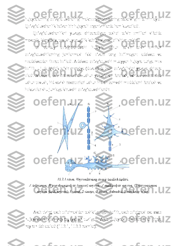 hujayralarning qo’zg’aluvchanligi makroorganizmlarning reaktivligini ta’minlaydi.
Qo’zg’aluvchanlik ba’zan bir hujayrali organizmlarda ham kuzatiladi.
Qo’zg’aluvchanlikni   yuzaga   chiqaradigan   tashqi   ta’sir   omillari   sifatida
mexanik, kimyoviy, tovush, yorug’lik kabilar xizmat qilishi mumkin.
Har   qanday   qo’zg’alanuvchi   hujayra   uchun   ta’sir   etish   omillari
qo’zg’atuvchilarning   jamlanmasi   ikki   o’zaro   teng   bo’lmagan:   adekvat   va
noadekvatdan  iborat   bo’ladi.  Adekvat   qo’zg’atuvchi   muayyan  hujayra  turiga  mos
bo’lib, u juda kichik ta’sir energiya (dozasi) da ham qo’zg’alishni yuzaga chiqara
oladi. Masalan, ko’z fotorestorlari uchun yorug’likni farqlash, eshituv reseptorlari
uchun tovush, hid sezish reseptorlari uchun hid chiqamvchi moddalarni farqlash va
hokazolar shu jumlaga kiruvchi qo’zg’atuvchilardir.
10.2.1-rasm. Neyronlarning asosiy tuzilish tiplari.
A-tolasimon, B-psevdounipolyar (sensor) neyron, V-multipolyar neyron, G-narvonsimon
neyron (tipik neyron), 1-soma, 2-sinaps, 3-akson, 4-dendrit, 5-markaziy o’siq.
Asab tizimi asab to’qimasidan tashkil topgan bo’lib, asab to’qimasi esa   asab
hujayralari   bilan   neyrogliyadan   tuzilgan.   Asab   hujayrasi   o’siqlari   bilan   birga
neyron  deb ataladi (10.2.1, 10.2.2-rasmlar). 