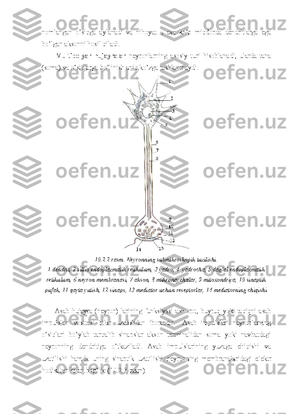 nomlangan   o’siqga   aylanadi   va   nihoyat   u   esa   ko’p   miqdorda   dendritlarga   ega
bo’lgan aksonni hosil qiladi.
Multipolyar   hujayralar   neyronlarning   asosiy   turi   hisoblanadi,   ularda   tana
(soma) va o’siqlarga bo’linish aniq ko’zga tashlanmaydi.
10.2.2-rasm. Neyronning submikroskopik tuzilishi.
1-dendrit, 2-silliq endoplazmatik retikulum, 3-yadro, 4- yadrocha, 5-dag’al endoplazmatik
retikulum, 6-neyron membranasi, 7-akson, 8-mikronaychalar, 9-mitoxondriya, 10-sinaptik
pufak, 11-qayta yutish, 12-sinaps, 13-mediator uchun reseptorlar, 14-mediatorning chiqishi
Asab   hujayra   (neyron)   larining   funksiyasi   axborot,   buyruq   yoki   taqiqni   asab
impulslari   vositasi   bilan   uzatishdan   iboratdir.     Asab   impulslari   neyronlarning
o’siqlari   bo’ylab   tarqalib   sinapslar   akson   terminalidan   soma   yoki   navbatdagi
neyronning   dendritiga   o’tkaziladi.   Asab   impulslarining   yuzaga   chiqishi   va
uzatilishi   hamda   uning   sinaptik   uzatilishi   neyronning   membranalaridagi   elektr
hodisalari bilan bog’liq (10.2.3-rasm). 