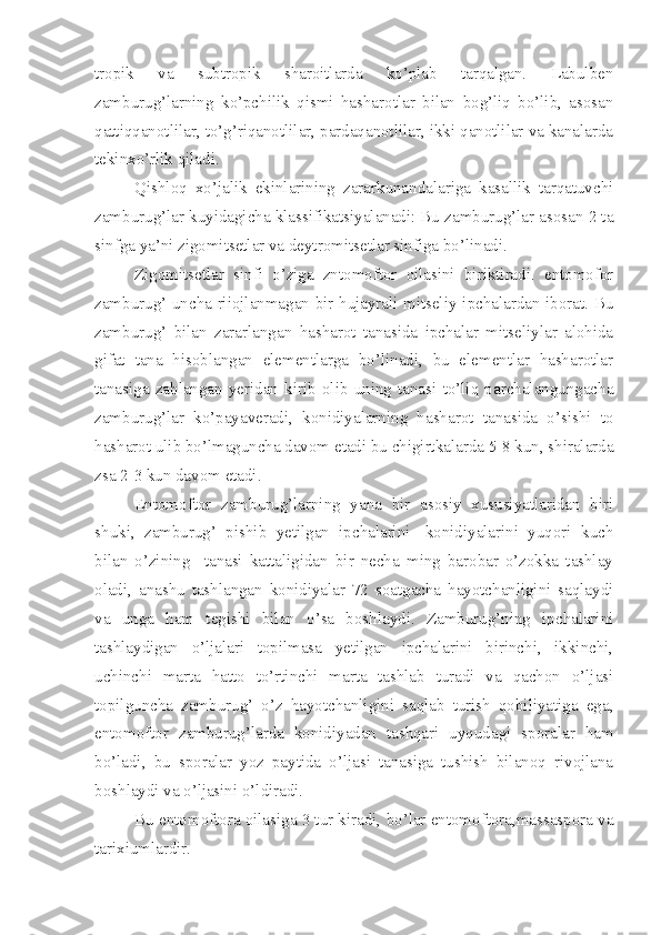 tropik   va   subtropik   sharoitlarda   ko’plab   tarqalgan.   Labulben
zamburug’larning   ko’pchilik   qismi   hasharotlar   bilan   bog’liq   bo’lib,   asosan
qattiqqanotlilar, to’g’riqanotlilar, pardaqanotlilar, ikki qanotlilar va kanalarda
tekinxo’rlik qiladi.
Qishloq   xo’jalik   ekinlarining   zararkunandalariga   kasallik   tarqatuvchi
zamburug’lar kuyidagicha klassifikatsiyalanadi: Bu zamburug’lar asosan 2 ta
sinfga ya’ni zigomitsetlar va deytromitsetlar sinfiga bo’linadi.
Zigomitsetlar   sinfi   o’ziga   zntomoftor   oilasini   biriktiradi.   entomofor
zamburug’ uncha riiojlanmagan bir hujayrali mitseliy-ipchalardan iborat. Bu
zamburug’   bilan   zararlangan   hasharot   tanasida   ipchalar   mitseliylar   alohida
gifat   tana   hisoblangan   elementlarga   bo’linadi,   bu   elementlar   hasharotlar
tanasiga   zahlangan   yeridan   kirib   olib   uning   tanasi   to’liq   parchalangungacha
zamburug’lar   ko’payaveradi,   konidiyalarning   hasharot   tanasida   o’sishi   to
hasharot ulib bo’lmaguncha davom etadi bu chigirtkalarda 5-8 kun, shiralarda
zsa 2-3 kun davom etadi.
Entomoftor   zamburug’larning   yana   bir   asosiy   xususiyatlaridan   biri
shuki,   zamburug’   pishib   yetilgan   ipchalarini-   konidiyalarini   yuqori   kuch
bilan   o’zining     tanasi   kattaligidan   bir   necha   ming   barobar   o’zokka   tashlay
oladi,   anashu   tashlangan   konidiyalar   72   soatgacha   hayotchanligini   saqlaydi
va   unga   ham   tegishi   bilan   o’sa   boshlaydi.   Zamburug’ning   ipchalarini
tashlaydigan   o’ljalari   topilmasa   yetilgan   ipchalarini   birinchi,   ikkinchi,
uchinchi   marta   hatto   to’rtinchi   marta   tashlab   turadi   va   qachon   o’ljasi
topilguncha   zamburug’   o’z   hayotchanligini   saqlab   turish   qobiliyatiga   ega,
entomoftor   zamburug’larda   konidiyadan   tashqari   uyqudagi   sporalar   ham
bo’ladi,   bu   sporalar   yoz   paytida   o’ljasi   tanasiga   tushish   bilanoq   rivojlana
boshlaydi va o’ljasini o’ldiradi.
Bu entomoftora oilasiga 3 tur kiradi, bo’lar entomoftora,massaspora va
tarixiumlardir. 