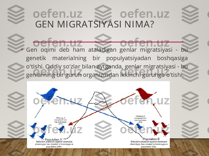 •
Gen  oqimi  deb  ham  ataladigan  genlar  migratsiyasi  -  bu 
genetik  materialning  bir  populyatsiyadan  boshqasiga 
o'tishi. Oddiy so'zlar bilan aytganda, genlar migratsiyasi - bu 
genlarning bir guruh organizmdan ikkinchi guruhga o'tishi. GEN  MIGRA TSIY A SI  N IMA ?  