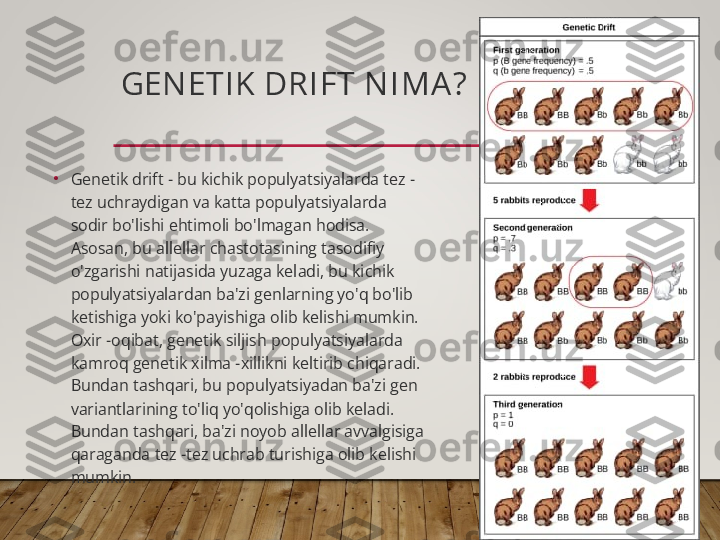 GEN ETIK  DRI FT N I MA ?
•
Genetik drift - bu kichik populyatsiyalarda tez -
tez uchraydigan va katta populyatsiyalarda 
sodir bo'lishi ehtimoli bo'lmagan hodisa. 
Asosan, bu allellar chastotasining tasodifiy 
o'zgarishi natijasida yuzaga keladi, bu kichik 
populyatsiyalardan ba'zi genlarning yo'q bo'lib 
ketishiga yoki ko'payishiga olib kelishi mumkin. 
Oxir -oqibat, genetik siljish populyatsiyalarda 
kamroq genetik xilma -xillikni keltirib chiqaradi. 
Bundan tashqari, bu populyatsiyadan ba'zi gen 
variantlarining to'liq yo'qolishiga olib keladi. 
Bundan tashqari, ba'zi noyob allellar avvalgisiga 
qaraganda tez -tez uchrab turishiga olib kelishi 
mumkin.  