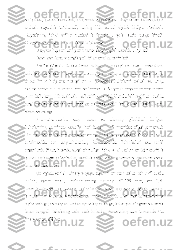 yo‘qoladi, qusish kuzatiladi, oriqlanadi, loxaslanadi. Buyrak ichida loyqa qon
aralash   suyuqlik   to‘planadi,   uning   hidi   xuddi   siydik   hidiga   o‘xshash.
Buyrakning   ichki   shilliq   pardasi   ko‘kimtir-oq   yoki   sariq   tusga   kiradi.
O‘zgargan joyarda ohak moddasi to‘planadi.
Diagnoz  hayvonlarni yorib parazitlarni topish asosida qo‘yiladi. 
Davolash  faqat xirurgik yo‘l  b ilan amalga oshiriladi .
Profilaktikasi.   Dio k tofimoz   uchun       nosog‘lom   suv     havzalarni
aniqlash,   go‘shtxo‘r   hayvonlarga   xom,   pishirilmagan   baliqlarni   edirmaslik ,
dio k tofimoz   b o‘ yicha   nosog‘lom   xo‘jaliklarda   baliqlarni   ovlash   va   u nga
ishlov berish  h ududlarida itlarni yo‘latmaslik. Muy i nali hayvonlar ratsionidan
xom   baliqlarni   olib   tashlash.   Baliqchilik     xo‘jaliklarid a   ishlovchilar   orasida
tar g‘ ibot-tashvi q ot   ishlarni   amalga   oshirish   kasallikni   oldini   olishda   kat t a
ahamiyatga ega.
Filometroidoz -bu   karp,   sazan   va   ularning   gibridlari   bo‘lgan
baliqlarning   gelmintoz   kasalligi   bo‘lib,   uni     Philometridae   oilasiga   mansub
Rhilometroides   lusiana   nematodasining   jinsiy   voyaga   etgan   shakli   muskul
to‘qimasida,   teri   tangachalardagi   kosachalarda,   lichinkalari   esa   ichki
organlarda (jigar, buyrak, suzg‘ich pufagi, ichki yog‘ qatlamlarida) parazitlik
qilishi oqibatida qo‘zg‘atilib, kasallik organizmning umumiy intoksinatsiyasi
bilan xarakterlanadi.
Qo‘zg‘atuvchisi.     Jinsiy voyaga etgan filometroideslar och-qizil tusda
bo‘lib,   ayrim   jinsli,   urg‘ochilarning   uzunligi   80-125   mm,   eni   0,8-
1mm.,kutikulasi   oq   tusdagi   so‘rg‘ichlar   bilan   qoplangan.   Bosh   tomoni
konussimon   shaklda,   4-ta   tepachasi   mavjud   bo‘lib,   ular   orasida   parazitning
og‘iz teshigi joylashgan, undan og‘iz kapsulasiga, kalta qizilo‘ngach va ichak
bilan   tugaydi.   Ichakning   uchi   b er k   holatda.   Parazitning   dum   tomonida   4ta
jinsiy  s o‘r g‘ i ch i bor. 