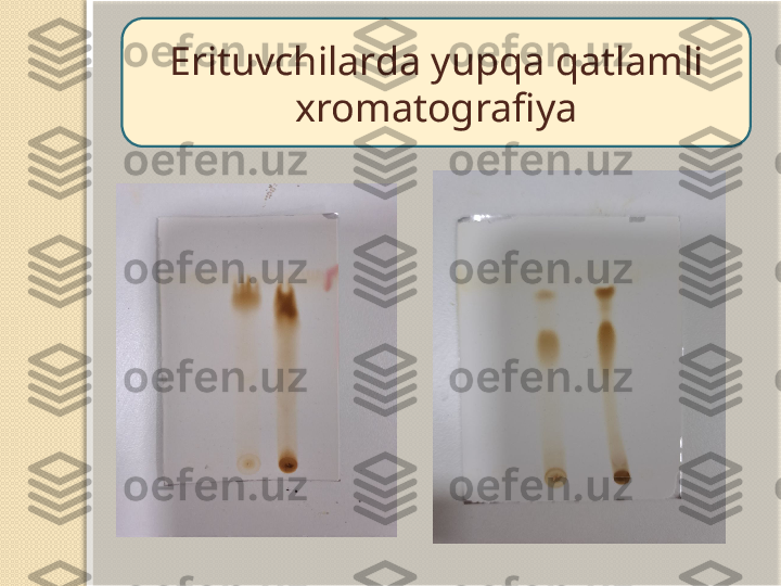 Erituvchilarda yupqa qatlamli 
xromatografiya   