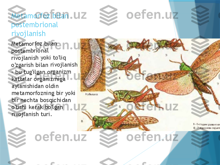 Metamorfoz bilan 
postembrional 
rivojlanishMetam	orfoz b	ilan 	
postem	briona	l 	
rivojlan	ish yo	ki to'liq	 	
o'zgaris	h bilan	 rivojl	anish 	
- bu tu	g'ilgan 	organiz	m 	
kattala	r organ	izmiga	 	
aylanis	hidan o	ldin 	
metam	orfozn	ing bir 	yoki 	
bir nec	hta bo	sqichid	an 	
o'tishi k	erak b	o'lgan 	
rivojlan	ish tur	i.                   