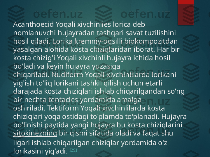 Acanthoecid Yoqali xivchinlies lorica deb 
nomlanuvchi hujayradan tashqari savat tuzilishini 
hosil qiladi. Lorika kremniy-oqsilli biokompozitdan 
yasalgan alohida kosta chiziqlaridan iborat. Har bir 
kosta chizig'i Yoqali xivchinli hujayra ichida hosil 
bo'ladi va keyin hujayra yuzasiga 
chiqariladi. Nudiform Yoqali xivchinlilarda lorikani 
yig'ish to'liq lorikani tashkil qilish uchun etarli 
darajada kosta chiziqlari ishlab chiqarilgandan so'ng 
bir nechta tentacles yordamida amalga 
oshiriladi. Tektiform Yoqali xivchinlilarda kosta 
chiziqlari yoqa ostidagi to'plamda to'planadi. Hujayra 
bo'linishi paytida yangi hujayra bu kosta chiziqlarini 
sitokinezning  bir qismi sifatida oladi va faqat shu 
ilgari ishlab chiqarilgan chiziqlar yordamida o'z 
lorikasini yig'adi.  [29]       