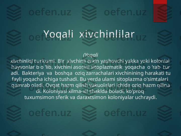 Yoqali  xiv chinlilar 
(Yoqali 
xivchinlia)   t urk umi.  Bir  xivchinli erkin yashovchi yakka yoki kolonial 
hayvonlar b o ‘lib, xivchini asosini sitoplazmatik  yoqacha  o ‘rab  tur
adi.  Bakteriya  va  boshqa  oziq zarrachalari xivchinining harakati tu
fayli yoqacha ichiga tushadi. Bu yerda ulami sitoplazma o'simtalari 
qamrab oladi. Ovqat hazm qilish vakuolalari ichida oziq hazm qilina
di. Koloniyasi xilma-xil shaklda boiadi, ko'proq 
tuxumsimon sferik va daraxtsimon koloniyalar uchraydi.       