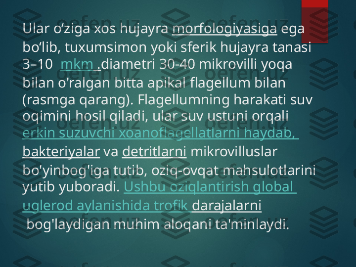 Ular oʻziga xos hujayra  morfologiyasiga  ega 
boʻlib, tuxumsimon yoki sferik hujayra tanasi 
3–10   mkm  . diametri 30-40 mikrovilli yoqa 
bilan o'ralgan bitta apikal flagellum bilan 
(rasmga qarang). Flagellumning harakati suv 
oqimini hosil qiladi, ular suv ustuni orqali 
erkin   suzuvchi   xoanoflagellatlarni   haydab , 
bakteriyalar  va  detritlarni  mikrovilluslar 
bo'yinbog'iga tutib, oziq-ovqat mahsulotlarini 
yutib yuboradi.  Ushbu   oziqlantirish  global 
uglerod   aylanishida   trofik   darajalarni
 bog'laydigan muhim aloqani ta'minlaydi.       