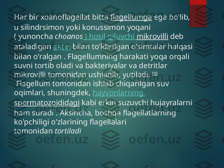 Har bir xoanoflagellat bitta  flagellumga  ega bo'lib, 
u silindrsimon yoki konussimon yoqani 
( yunoncha  choanos  )  hosil   qiluvchi   mikrovilli  deb 
ataladigan  aktin  bilan to'ldirilgan o'simtalar halqasi 
bilan o'ralgan . Flagellumning harakati yoqa orqali 
suvni tortib oladi va bakteriyalar va detritlar 
mikrovilli tomonidan ushlanib, yutiladi.  [9]
 Flagellum tomonidan ishlab chiqarilgan suv 
oqimlari, shuningdek,  hayvonlarning  
spermatozoididagi  kabi erkin suzuvchi hujayralarni 
ham suradi . Aksincha, boshqa flagellatlarning 
ko'pchiligi o'zlarining flagellalari 
tomonidan  tortiladi        