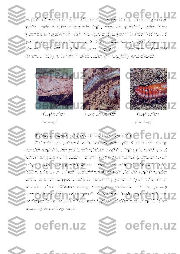 sarg‘ish   kul   rang,   orqa   qanoti   to‘q   tomirli   oq   tusda.   Oldingi   o‘anotining   asosiga
yao‘in   joyda   ponasimon   qoramtir   dog‘i,   markazda   yumaloo‘,   undan   biroz
yuqoriroqda   buyraksimon   dog‘i   bor.   Qurtlari   5   ta   yoshni   boshdan   kechiradi.   5
yoshlik   qurtlik   fazasida   tuproqning   5-15   sm   chuqurlikda   qishlaydi.   Kapalaklari
o‘rtacha   500-600   tagacha   tuxum   qo‘yadi.   O‘zbekiston   sharoitida
3 marta avlod byeradi.  Birinchi   avlod   qurtlari   g‘o‘zaga   jiddiy   zarar   etkazadi . 
Kuzgi   tunlam
kapalagi Kuzgi   tunlam   qurti Kuzgi   tunlam
g‘umbagi
G‘o‘za tunlami yoki ko‘sak qurti(heliothis armigyera hb)
G‘o‘zaning   guli,   shonasi   va   ko‘saklarni   zararlaydi.   Kapalaklarni   oldingi
qanotlari sarg‘ish kulrang tusda bo‘lib, ba’zan qizg‘ish qo‘ng‘ir yoki pushti, yoxud
ko‘kish   rangda   tovlanib   turadi.   Har   bir   o‘simlik   o‘suv   nuo‘tasiga   bittadan   tuxum
qo‘yadi.   Tuxumlari   gumbakzsimon.   Hayoti   davomida   o‘rtacha   800   tadan
2000 tagacha tuxum qo‘yadi. Qurtlarini tanasi och yashil, ko‘kish sarg‘ish rangdan
tortib,   qoramtir   ranggacha   bo‘ladi.   Tanasining   yonlari   bo‘ylab   to‘lqinsimon
chiziqlar   o‘tadi.   O‘zbekistonning   shimoliy   tumanlari-da   3-4   ta,   janubiy
tumanlarida   esa   4-5   ta   avlod   byeradi.   Ko‘sak   qurti   kuzda   qaysi   o‘simliklarda
oziqlangan   bo‘lsa,   shu   o‘simlikka   yaqin   joyda   g‘umbaklari   tuproqning   10-15   sm
chuqurligida qishlovga ketadi.  