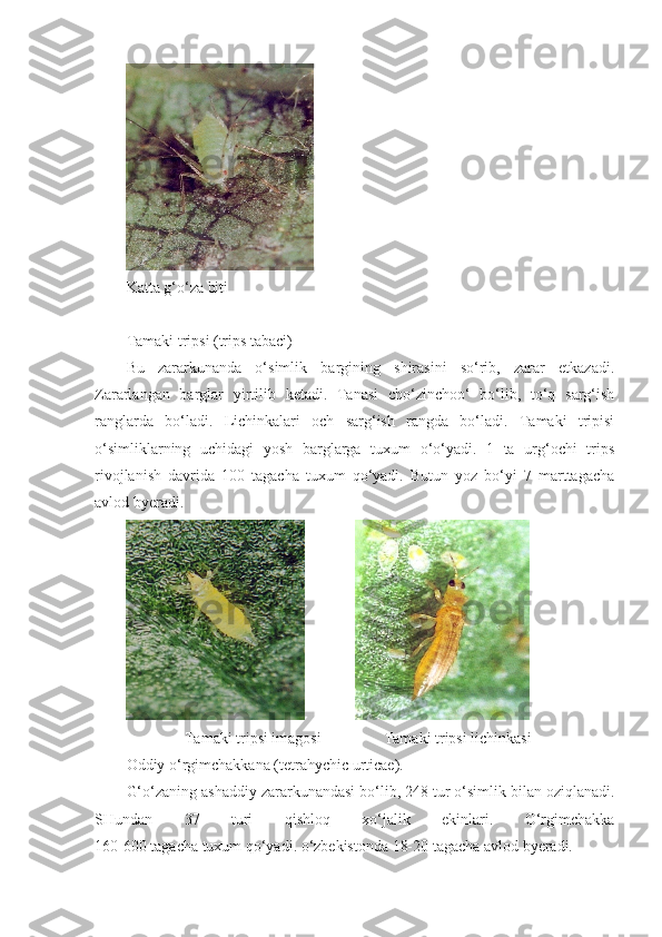 Katta g‘o‘za biti
Tamaki tripsi (trips tabaci)
Bu   zararkunanda   o‘simlik   bargining   shirasini   so‘rib,   zarar   etkazadi.
Zararlangan   barglar   yirtilib   ketadi.   Tanasi   cho‘zinchoo‘   bo‘lib,   to‘q   sarg‘ish
ranglarda   bo‘ladi.   Lichinkalari   och   sarg‘ish   rangda   bo‘ladi.   Tamaki   tripisi
o‘simliklarning   uchidagi   yosh   barglarga   tuxum   o‘o‘yadi.   1   ta   urg‘ochi   trips
rivojlanish   davrida   100   tagacha   tuxum   qo‘yadi.   Butun   yoz   bo‘yi   7   marttagacha
avlod byeradi.
             
               Tamaki tripsi imagosi                Tamaki tripsi lichinkasi
Oddiy o‘rgimchakkana (tetrahychic urticae).
G‘o‘zaning ashaddiy zararkunandasi bo‘lib, 248 tur o‘simlik bilan oziqlanadi.
SHundan   37   turi   qishloq   xo‘jalik   ekinlari.   O‘rgimchakka
160-600 tagacha tuxum qo‘yadi. o‘zbekistonda 18-20 tagacha avlod byeradi. 