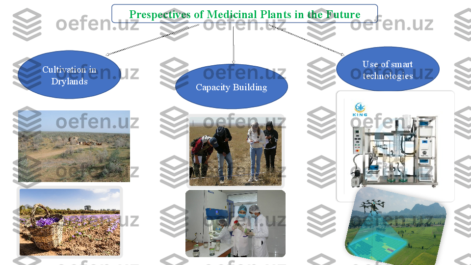 Prespectives of Medicinal Plants in the Future
Cultivation in 
Drylands
Capacity Building Use of smart 
technologies   
