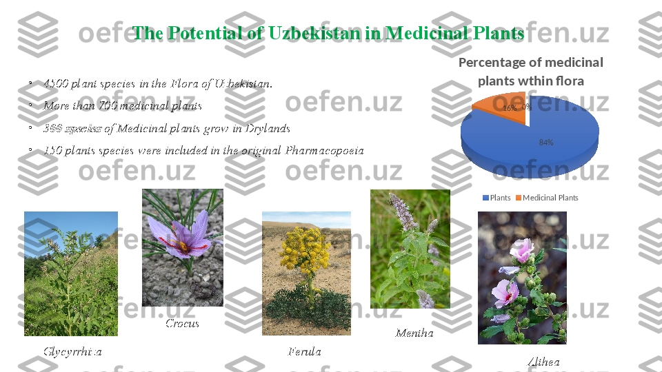 •
4500 plant species in the Flora of Uzbekistan. 
•
More than 700 medicinal plants
•
300 species  of Medicinal plants grow in Drylands
•
150 plants species were included in the original Pharmacopoeia  The Potential of Uzbekistan in Medicinal Plants
Glycyrrhiza Crocus
Ferula Mentha
Althea 84%16% 0%Percentage of medicinal 
plants wthin flora
Plants Medicinal Plants 