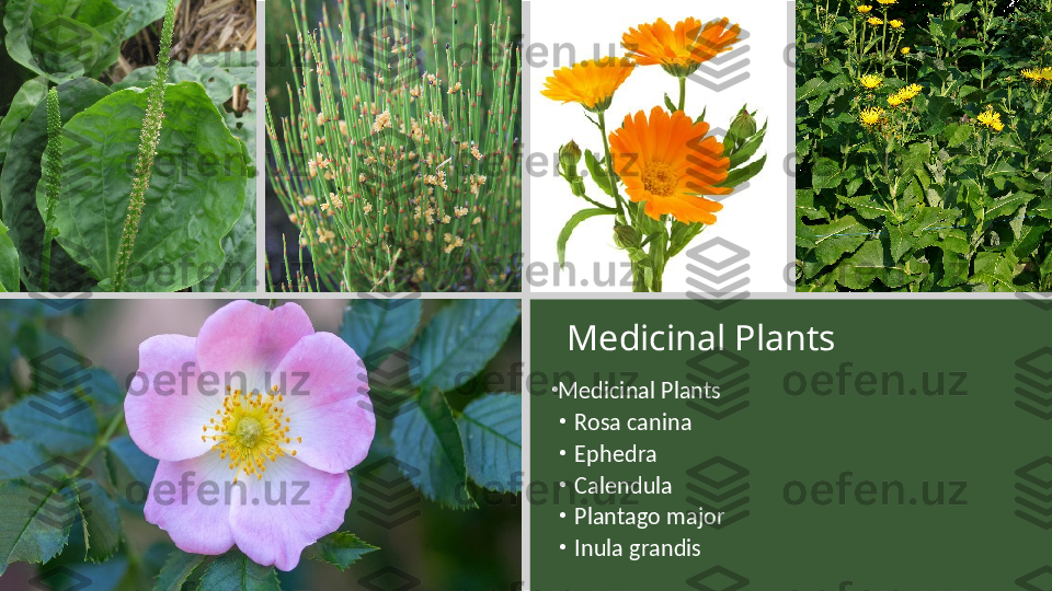 Medicinal Plants
•
Medicinal Plants
•
Rosa canina
•
Ephedra 
•
Calendula
•
Plantago major
•
Inula grandis 