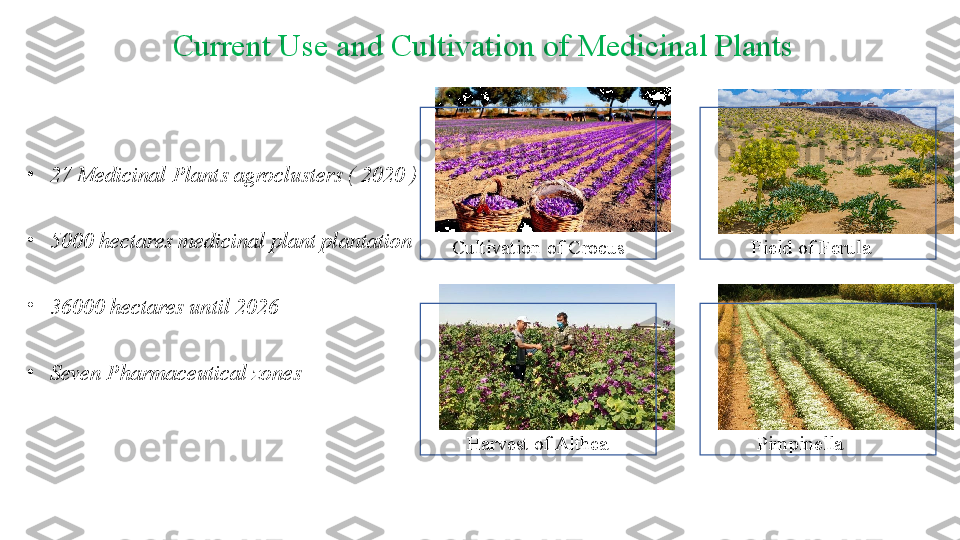       Cultivation of Crocus           Field of Ferula
         Harvest of Althea            PimpinellaCurrent Use and Cultivation of Medicinal Plants
•
27 Medicinal Plants agroclusters ( 2020 )
•
5000 hectares medicinal plant plantation
•
36000 hectares until 2026
•
Seven Pharmaceutical zones 