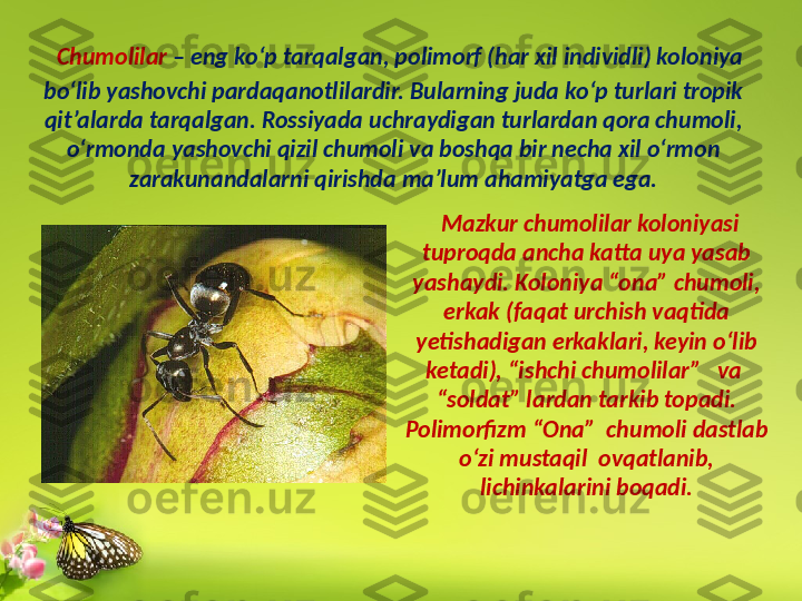   Chumolilar  – eng ko‘p tarqalgan, polimorf (har xil individli) koloniya 
bo‘lib yashovchi pardaqanotlilardir. Bularning juda ko‘p turlari tropik 
qit’alarda tarqalgan. Rossiyada uchraydigan turlardan qora chumoli, 
o‘rmonda yashovchi qizil chumoli va boshqa bir necha xil o‘rmon 
zarakunandalarni qirishda ma’lum ahamiyatga ega.
  Mazkur chumolilar koloniyasi 
tuproqda ancha katta uya yasab 
yashaydi. Koloniya “ona” chumoli, 
erkak (faqat urchish vaqtida 
yetishadigan erkaklari, keyin o‘lib 
ketadi), “ishchi chumolilar”   va  
“soldat” lardan tarkib topadi. 
Polimorfizm “Ona”  chumoli dastlab 
o‘zi mustaqil  ovqatlanib, 
lichinkalarini boqadi. 