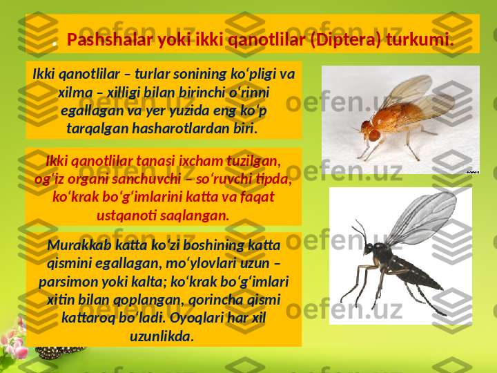 .   Pashshalar yoki ikki qanotlilar (Diptera) turkumi.
Ikki qanotlilar – turlar sonining ko‘pligi va 
xilma – xilligi bilan birinchi o‘rinni 
egallagan va yer yuzida eng ko‘p 
tarqalgan hasharotlardan biri. 
Murakkab katta ko‘zi boshining katta 
qismini egallagan, mo‘ylovlari uzun – 
parsimon yoki kalta; ko‘krak bo‘g‘imlari 
xitin bilan qoplangan, qorincha qismi 
kattaroq bo‘ladi. Oyoqlari har xil 
uzunlikda. Ikki qanotlilar tanasi ixcham tuzilgan, 
og‘iz organi sanchuvchi – so‘ruvchi tipda, 
ko‘krak bo‘g‘imlarini katta va faqat 
ustqanoti saqlangan. 