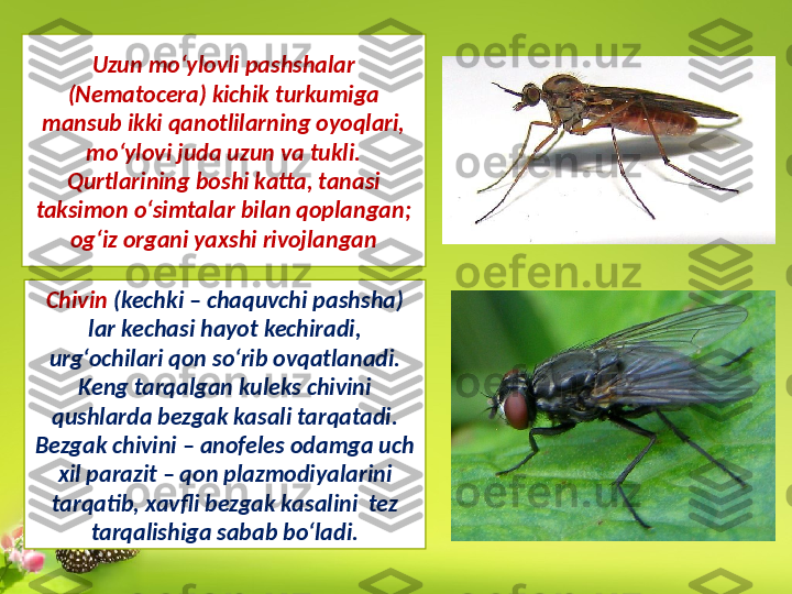 Uzun mo‘ylovli pashshalar 
(Nematocera) kichik turkumiga 
mansub ikki qanotlilarning oyoqlari, 
mo‘ylovi juda uzun va tukli. 
Qurtlarining boshi katta, tanasi 
taksimon o‘simtalar bilan qoplangan; 
og‘iz organi yaxshi rivojlangan
Chivin  (kechki – chaquvchi pashsha) 
lar kechasi hayot kechiradi, 
urg‘ochilari qon so‘rib ovqatlanadi. 
Keng tarqalgan kuleks chivini 
qushlarda bezgak kasali tarqatadi. 
Bezgak chivini – anofeles odamga uch 
xil parazit – qon plazmodiyalarini 
tarqatib, xavfli bezgak kasalini  tez 
tarqalishiga sabab bo‘ladi. 