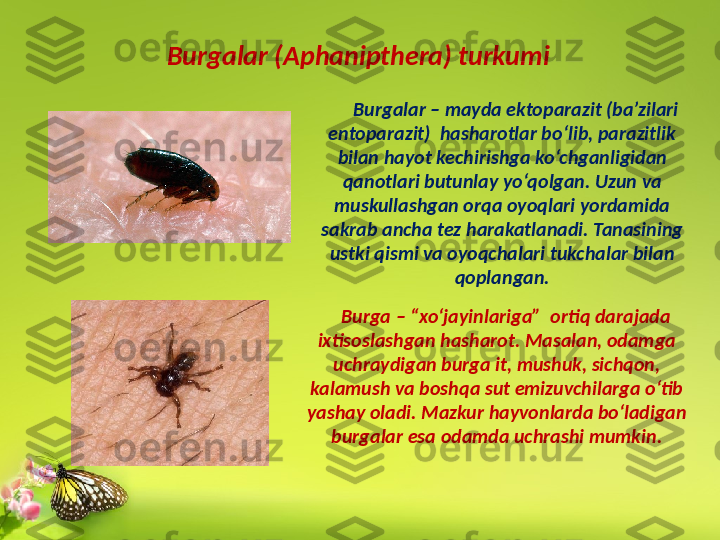 Burgalar (Aphanipthera) turkumi
Burgalar – mayda ektoparazit (ba’zilari 
entoparazit)  hasharotlar bo‘lib, parazitlik 
bilan hayot kechirishga ko‘chganligidan 
qanotlari butunlay yo‘qolgan. Uzun va 
muskullashgan orqa oyoqlari yordamida 
sakrab ancha tez harakatlanadi. Tanasining 
ustki qismi va oyoqchalari tukchalar bilan 
qoplangan.
Burga – “xo‘jayinlariga”  ortiq darajada 
ixtisoslashgan hasharot. Masalan, odamga 
uchraydigan burga it, mushuk, sichqon, 
kalamush va boshqa sut emizuvchilarga o‘tib 
yashay oladi. Mazkur hayvonlarda bo‘ladigan 
burgalar esa odamda uchrashi mumkin. 