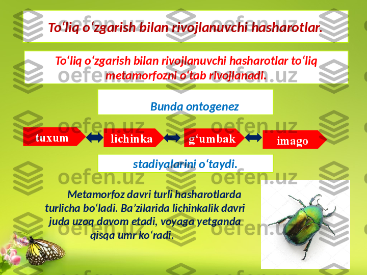 To‘liq o‘zgarish bilan rivojlanuvchi hasharotlar.
To‘liq o‘zgarish bilan rivojlanuvchi hasharotlar to‘liq 
metamorfozni o‘tab rivojlanadi.
Bunda   ontogenez
stadiyalarini o‘taydi.tuxum
lichinka g‘umbak
imago
Metamorfoz davri turli hasharotlarda 
turlicha bo‘ladi. Ba’zilarida lichinkalik davri 
juda uzoq davom etadi, voyaga yetganda 
qisqa umr ko‘radi. 