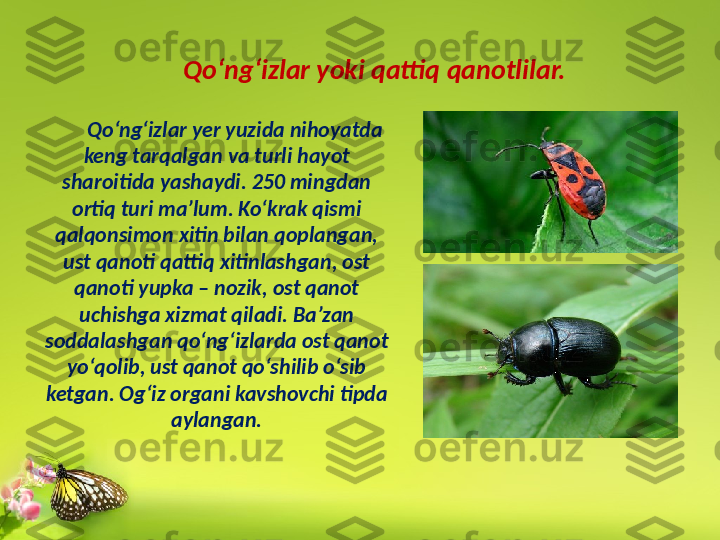 Qo‘ng‘izlar yoki qattiq qanotlilar.
Qo‘ng‘izlar yer yuzida nihoyatda 
keng tarqalgan va turli hayot 
sharoitida yashaydi. 250 mingdan 
ortiq turi ma’lum. Ko‘krak qismi 
qalqonsimon xitin bilan qoplangan, 
ust qanoti qattiq xitinlashgan, ost 
qanoti yupka – nozik, ost qanot 
uchishga xizmat qiladi. Ba’zan 
soddalashgan qo‘ng‘izlarda ost qanot 
yo‘qolib, ust qanot qo‘shilib o‘sib 
ketgan. Og‘iz organi kavshovchi tipda 
aylangan. 