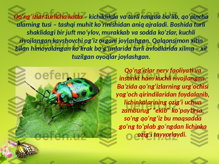 Qo‘ng‘izlar turlicha katta  – kichiklikda va turli rangda bo‘lib, qo‘pincha 
ularning tusi – tashqi muhit ko‘rinishidan aniq ajraladi. Boshida turli 
shaklidagi bir juft mo‘ylov, murakkab va sodda ko‘zlar, kuchli 
rivojlangan kavshovchi og‘iz organi joylashgan. Qalqonsimon xitin 
bilan himoyalangan ko‘krak bo‘g‘imlarida turli avlodlarida xilma – xil 
tuzilgan oyoqlar joylashgan.
Qo‘ng‘izlar nerv faoliyati va 
instinkt ham kuchli rivojlangan. 
Ba’zida qo‘ng‘izlarning urg‘ochisi 
yog‘och qirindilaridan foydalanib, 
lichinkalarining ozig‘i uchun 
zamburug‘ “ekib” ko‘paytirsa, 
so‘ng qo‘ng‘iz bu maqsadda 
go‘ng to‘plab go‘ngdan lichinka 
ozig‘i tayyorlaydi.  