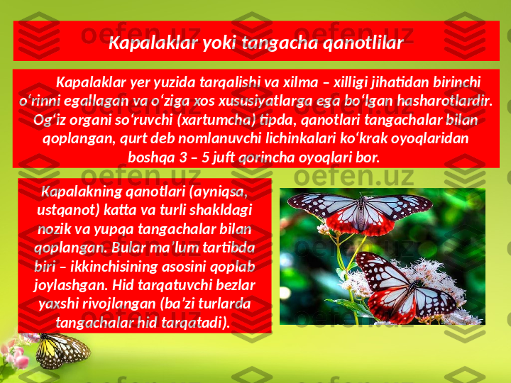 Kapalaklar yoki tangacha qanotlilar
Kapalaklar yer yuzida tarqalishi va xilma – xilligi jihatidan birinchi 
o‘rinni egallagan va o‘ziga xos xususiyatlarga ega bo‘lgan hasharotlardir. 
Og‘iz organi so‘ruvchi (xartumcha) tipda, qanotlari tangachalar bilan 
qoplangan, qurt deb nomlanuvchi lichinkalari ko‘krak oyoqlaridan 
boshqa 3 – 5 juft qorincha oyoqlari bor. 
Kapalakning qanotlari (ayniqsa, 
ustqanot) katta va turli shakldagi 
nozik va yupqa tangachalar bilan 
qoplangan. Bular ma’lum tartibda 
biri – ikkinchisining asosini qoplab 
joylashgan. Hid tarqatuvchi bezlar 
yaxshi rivojlangan (ba’zi turlarda 
tangachalar hid tarqatadi).  