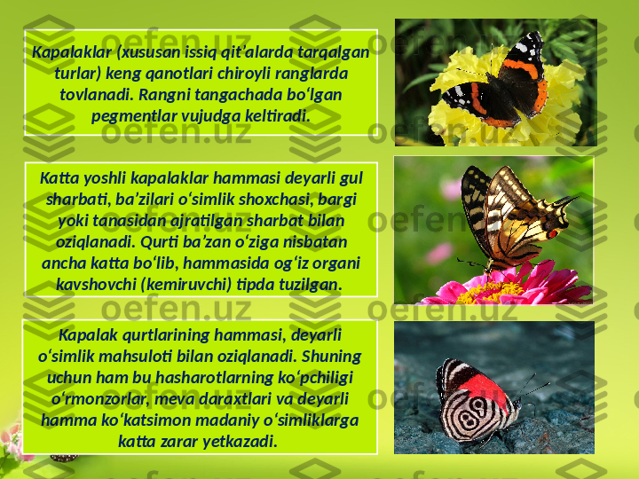 Kapalaklar (xususan issiq qit’alarda tarqalgan 
turlar) keng qanotlari chiroyli ranglarda 
tovlanadi. Rangni tangachada bo‘lgan 
pegmentlar vujudga keltiradi.
Katta yoshli kapalaklar hammasi deyarli gul 
sharbati, ba’zilari o‘simlik shoxchasi, bargi 
yoki tanasidan ajratilgan sharbat bilan 
oziqlanadi. Qurti ba’zan o‘ziga nisbatan 
ancha katta bo‘lib, hammasida og‘iz organi 
kavshovchi (kemiruvchi) tipda tuzilgan. 
Kapalak qurtlarining hammasi, deyarli 
o‘simlik mahsuloti bilan oziqlanadi. Shuning 
uchun ham bu hasharotlarning ko‘pchiligi 
o‘rmonzorlar, meva daraxtlari va deyarli 
hamma ko‘katsimon madaniy o‘simliklarga 
katta zarar yetkazadi.  