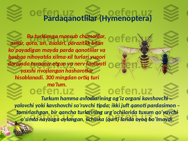 Pardaqanotlilar (Hymenoptera)
Bu turkumga mansub chumolilar, 
arilar, qora, ari, asalari, parazitlik bilan 
ko‘payadigan mayda parda qanotlilar va 
boshqa nihoyatda xilma-xil turlari yuqori 
darajada taraqqiy etgan va nerv faoliyati 
yaxshi rivojlangan hasharotlar 
hisoblanadi. 300 mingdan ortiq turi 
ma’lum.
Turkum hamma avlodlarining og‘iz organi kavshovchi – 
yalovchi yoki kavshovchi so‘ruvchi tipda; ikki juft qanoti pardasimon – 
tomirlashgan, bir qancha turlarining urg‘ochilarida tuxum qo‘yuvchi 
o‘simta nayzaga aylangan, lichinka (qurt) larida oyoq bo‘lmaydi. 