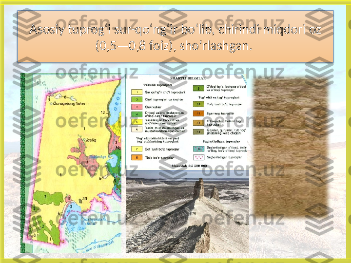 Asosiy tuprog‘i sur-qo‘ng‘ir bo‘lib, chirindi miqdori oz
(0,5—0,8 foiz), sho‘rlashgan. 
    