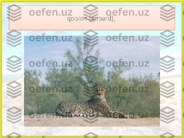 qoplon (gepard), 
    